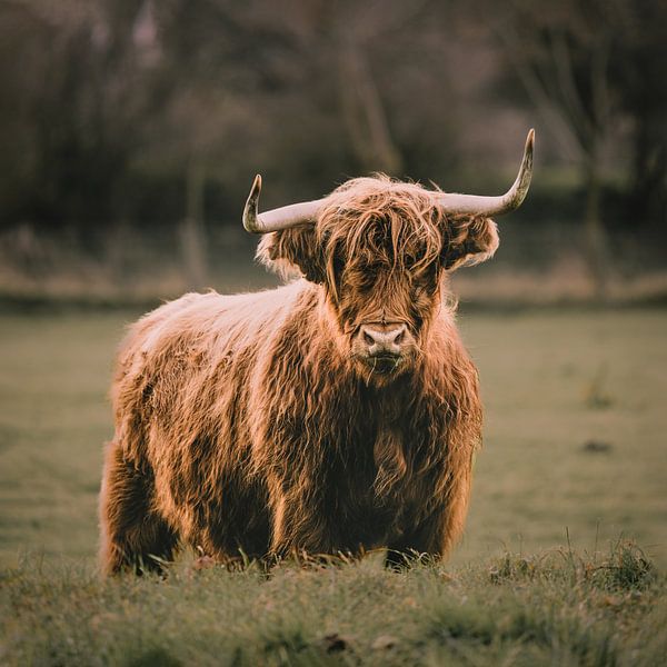 Scottish Highlander by Peter Deschepper