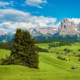 Alpe di Siusi in the Dolomites with Sassolungo in the background by Reiner Würz / RWFotoArt