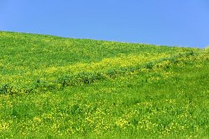 Wiese mit Rapsblüten