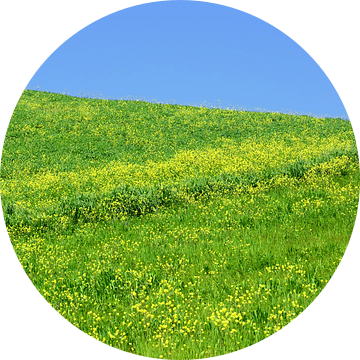 Meadow with rape blossoms van Gisela Scheffbuch