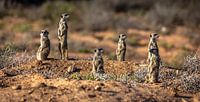 Meerkats in Oudtshoorn (South Africa).