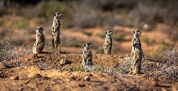 Stokstaartjes in Oudtshoorn (Zuid-Afrika). van Claudio Duarte