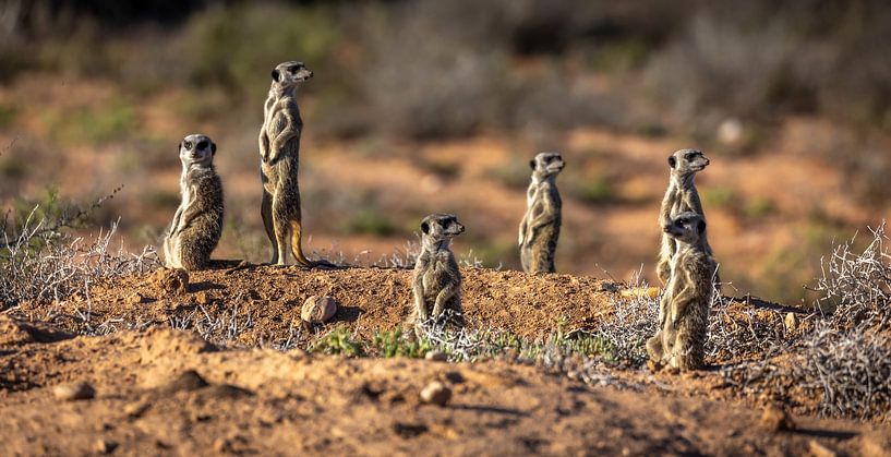 Meerkats in Oudtshoorn (South Africa). by Claudio Duarte