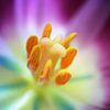 Macro - Coeur d'une tulipe sur Angelique Brunas