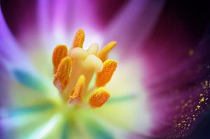 Macro - Hart van een tulp
