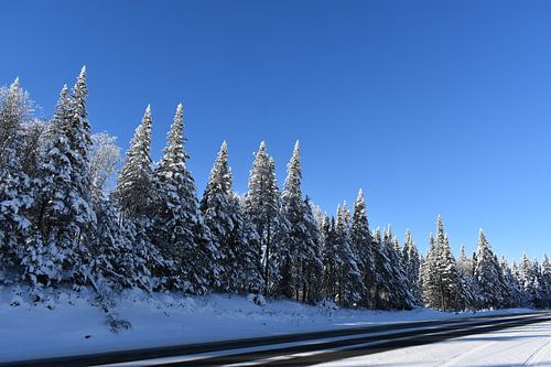 A pine forest under a blue sky