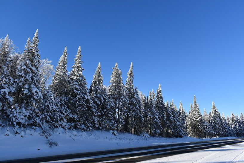 Ein Kiefernwald unter blauem Himmel von Claude Laprise