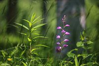 Wilde Orchidee Rotes Waldvöglein