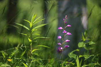Wilde Orchidee Rotes Waldvöglein