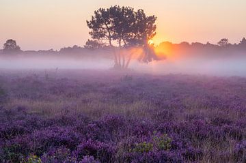 Misty heather in bloom by Tim Vlielander