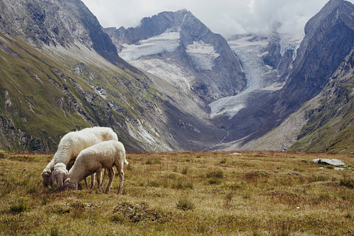 Schafe mit Blick auf die Gletscher