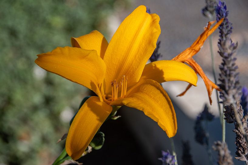 The blossom of a yellow daylily in the Victoria Garden by David Esser