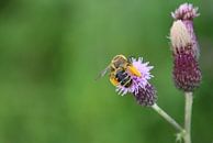 Beschäftigte Biene von Sven Zoeteman Miniaturansicht