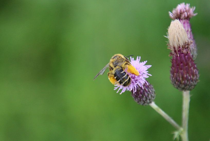 Beschäftigte Biene von Sven Zoeteman