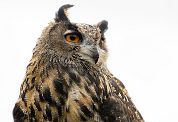 Owl in the wind