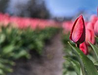 Hollandse Tulp