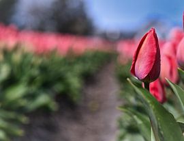 Dutch Tulip by Eva De Mol
