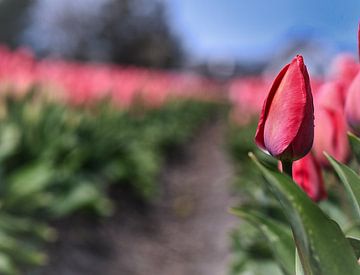 Dutch Tulip by Eva De Mol