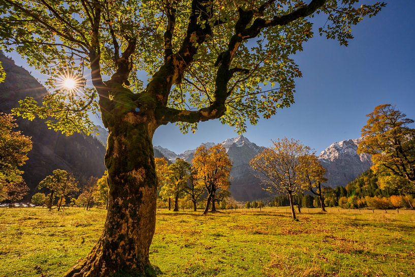 Big Maple Mountain by Einhorn Fotografie