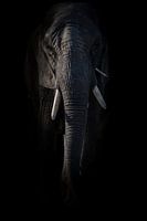 Olifant