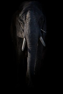 Elephant by Liliane Jaspers