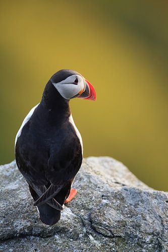 Atlantische papegaaiduiker of gewone papegaaiduiker, Fratercula arctica, Noorwegen