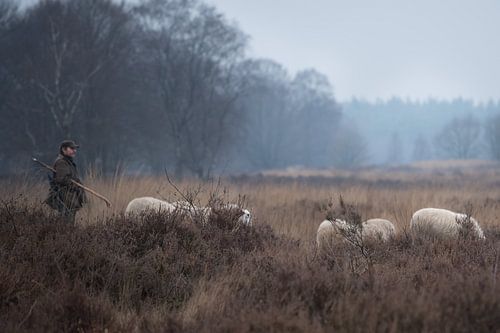 Schaapherder met kudde 01