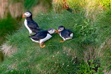 Famille des macareux sur Merijn Loch