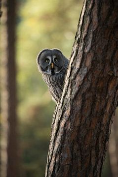 Great Grey Owl *Strix nebulosa* by wunderbare Erde