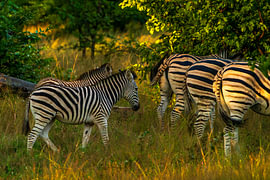 Zebra Foal and Herd in Golden Evening Light by Johannes Jongsma