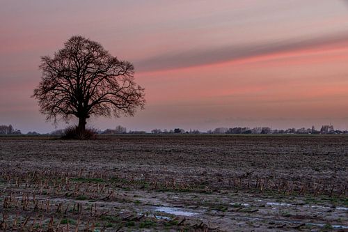Trostloser Baum von Evy De Wit