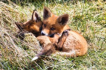 Foxes 2 cubs hug! by WeVaFotografie