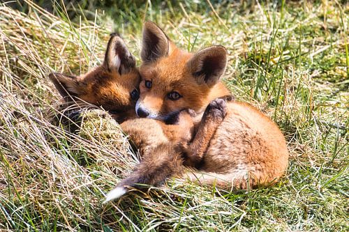Foxes 2 cubs hug!