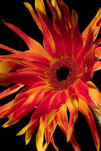 Orangefarbene Blume