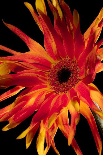 Oranje bloem