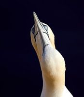 Jan van Gent in Helgoland synchroon