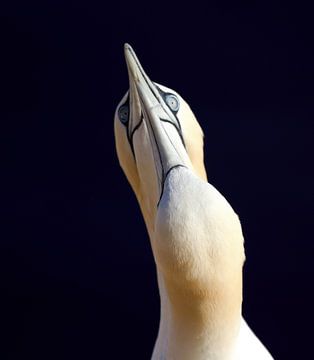 Jan van Gent in Helgoland synchroon