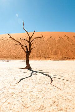 Dode boom in Deadvlei, Namibië