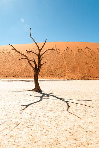 Dode boom in Deadvlei, Namibië