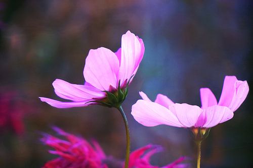 You Appear in My Dreams