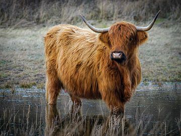Scottish Highlander by Dirk van Egmond