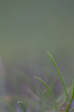 Gras von Robert Wiggers