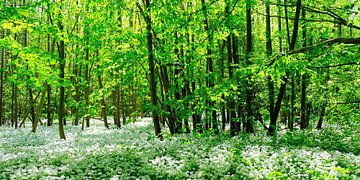 Dans la forêt sauvage sur Ostsee Bilder