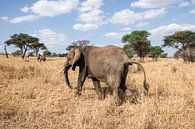 Elefant auf Wanderung in Tarangire von Mickéle Godderis Miniaturansicht