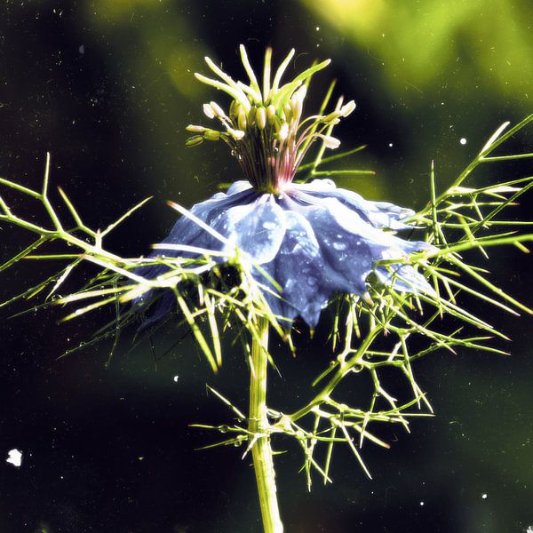 After the rain - Nigella by Christine Nöhmeier