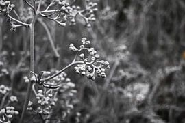 The grey side of nature by Merel Visser