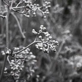 Die graue Seite der Natur von Merel Visser