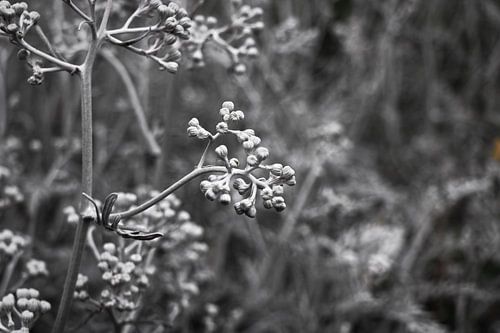 Le côté gris de la nature