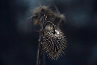 The withered thistle