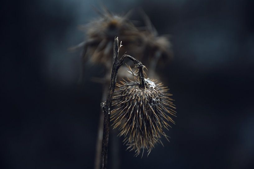 The withered thistle by D.R.Fotografie